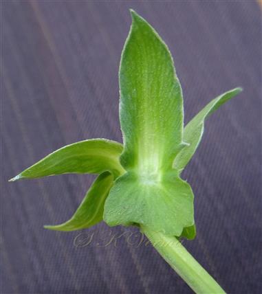  Calyx